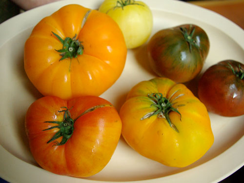 tomatoes